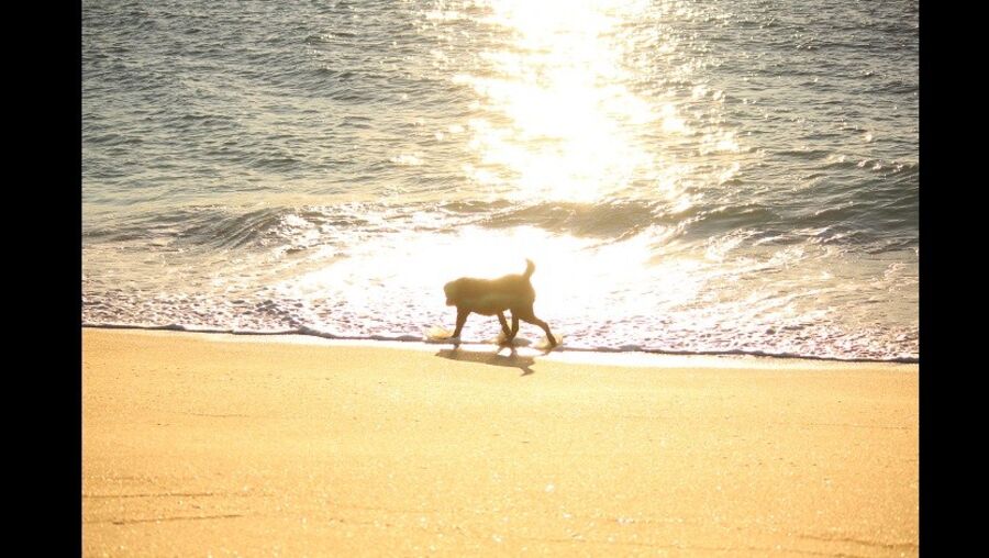 Fotografia da praia de Tróia