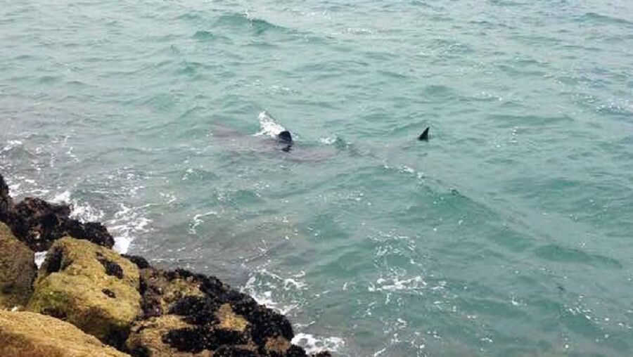 A foto do tubarão visto em Tavira